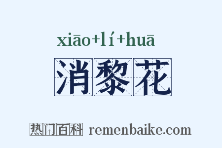 消黎花是什么意思的图片